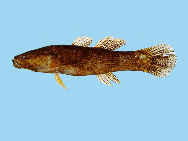 Eleotris fusca (Forster, 1801)